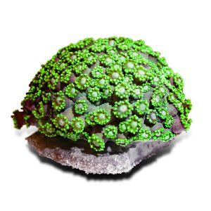 Aquacultured Green Long Polyp Flower Pot Coral