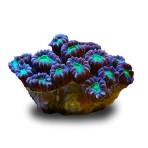 Aquacultured Candy Button Coral (Caulastrea sp.)