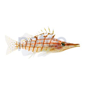 Long Nose Hawkfish