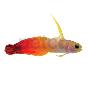 Firefish