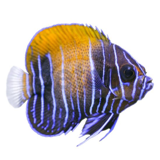3468485-center-1.jpg