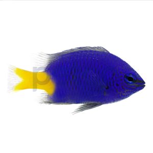 Yellowtail Damsel