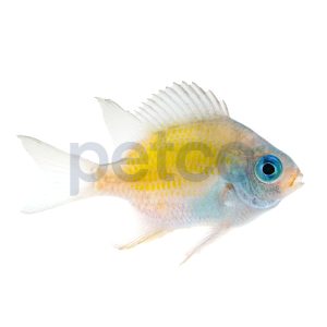 Ternate Lemon Damsel