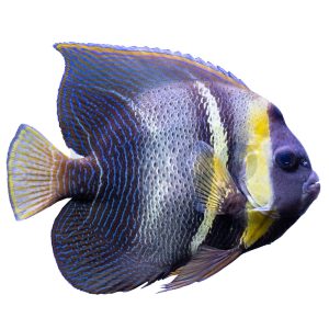 Cortez Angelfish