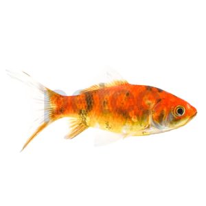 Yamabuki Ogon Koi