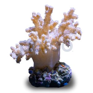 Aquacultured Nano Mushroom Finger Coral