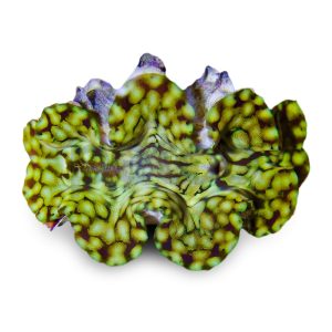 Squamosa Clam