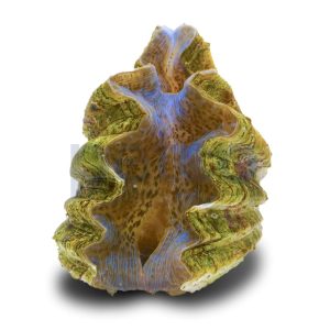 Aquacultured Hippopus Hippopus Clam