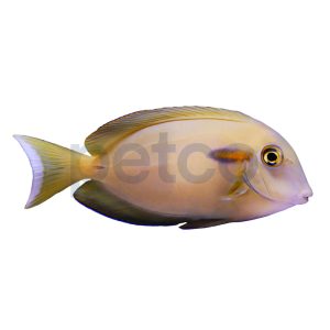 Sub- Adult Orange Shoulder Tang