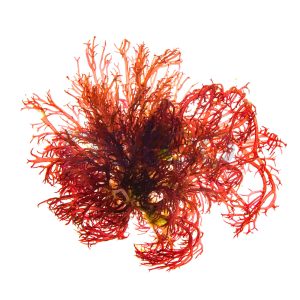 Red Gracilaria Algae