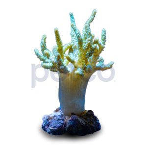 Aquacultured Nano Green Thick Finger Coral