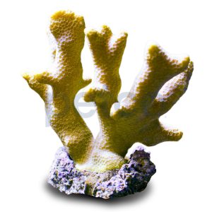 Aquacultured Yellow Porites Coral