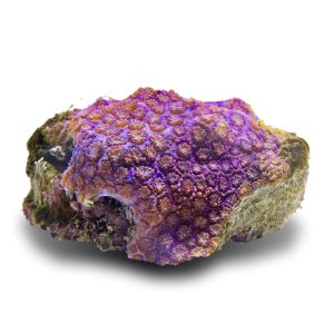 Aquacultured Super Purple Flower Pot Coral (Goniopora sp.)
