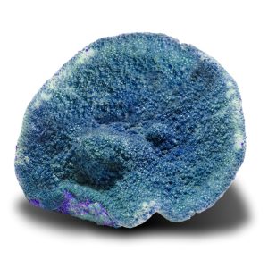Aquacultured Blue Encrusting Coral