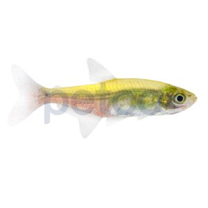 Green Fire Tetra