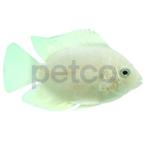 Gold Severum Cichlid