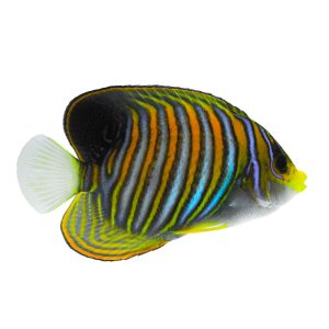 Regal Angelfish