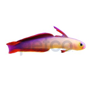 Purple Firefish