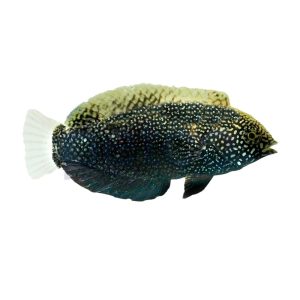 Black Leopard Wrasse