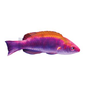 Multicolor Fairy Wrasse