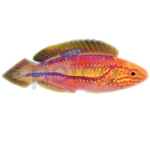 Splendid Pintail Fairy Wrasse