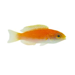 Lunate Fairy Wrasse