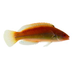 Temminck Fairy Wrasse