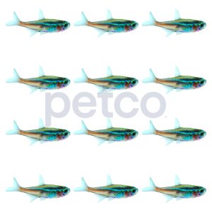 Neon Tetra