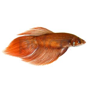 Male Samurai Betta