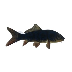 Black Koi