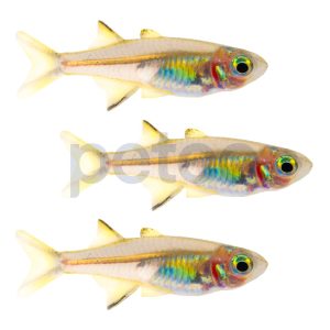 Celebes Rainbowfish