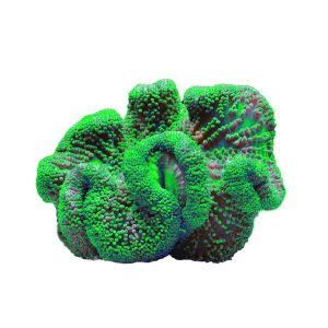 Metallic Green Carpet Anemone - X-Large