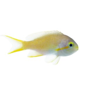 Hutchi Anthias