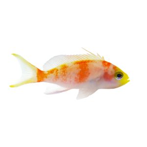 Randall's Anthias - Female (Juvenile) 1"-2.25"
