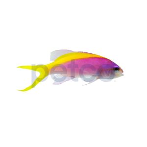 Yellowback Evansi Anthias 1"-2"