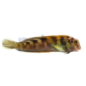 Horseface Blenny 2.25"-4.25"