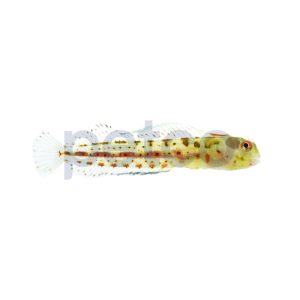 Panamic Barnacle Blenny