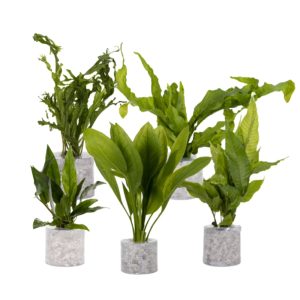 Tube Plant Combo Pack D
