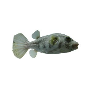 Stars & Stripes Pufferfish
