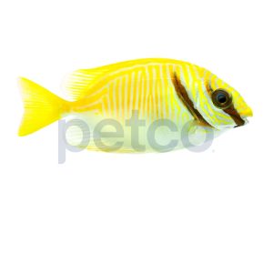Two Bar Rabbitfish