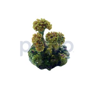 Aquacultured Neon Green Branch Hammer