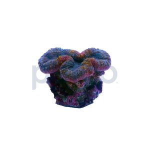 Aquacultured Mint Green with Pink Rim Brain Coral