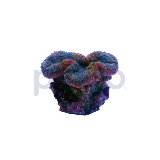 3776226-center-1.jpg