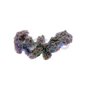 Aquacultured Gold with Orange Tips Wall Hammer