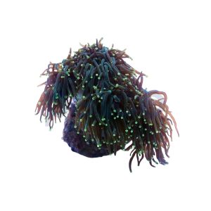 Aquacultured Black Tentacle with Orange Tip Torch