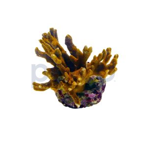 Aquacultured Orange Digitata Coral