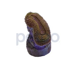 Aquacultured Orange Open Brain Coral