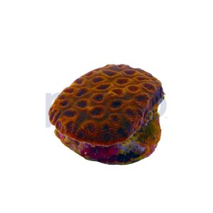 Aquacultured Red Eye with Dark Red Rim Brain Coral