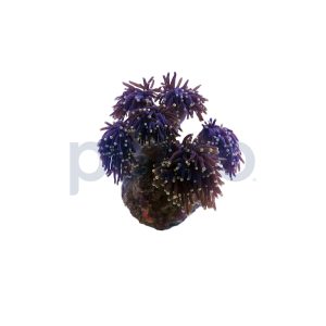 Aquacultured Black Tentacle with Orange Tip Torch Frag