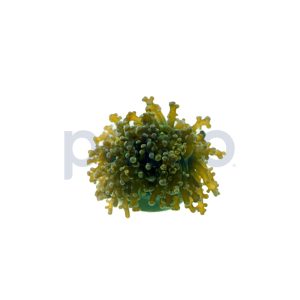 Aquacultured Green with Purple Tips Octopus Branch Frag